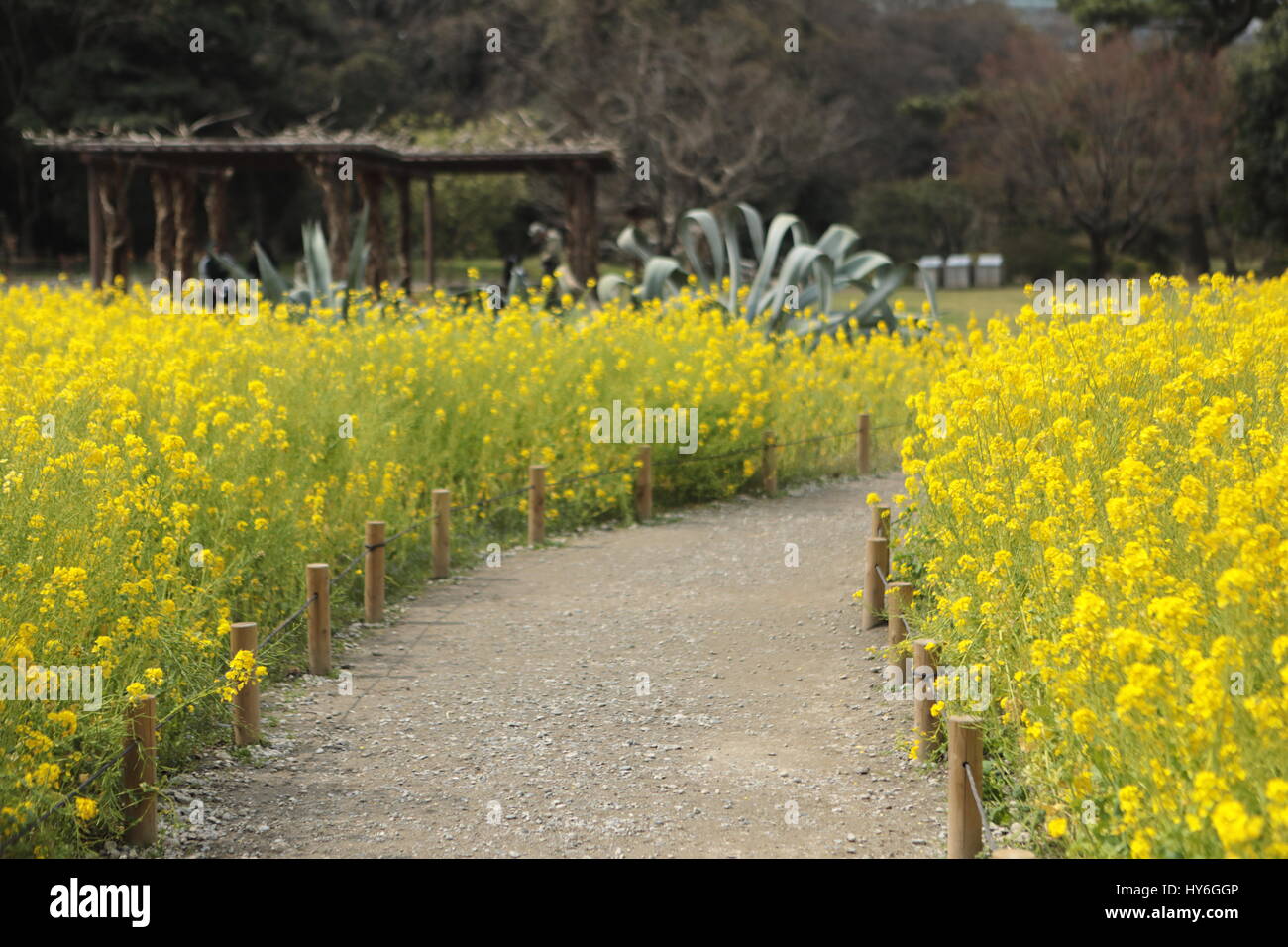 Hamarikyu Gardens, Tokyo, Japan host a field of bright yellow rapeseed ...