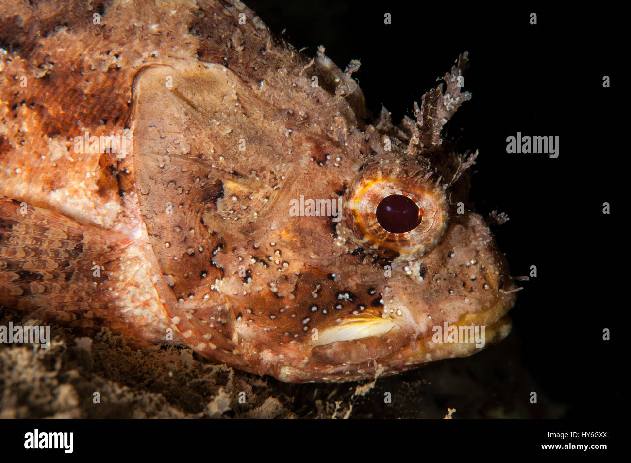 Black scorpionfish (Scorpaena porcus), L'escala, Costa Brava, Catalonia, Spain Stock Photo