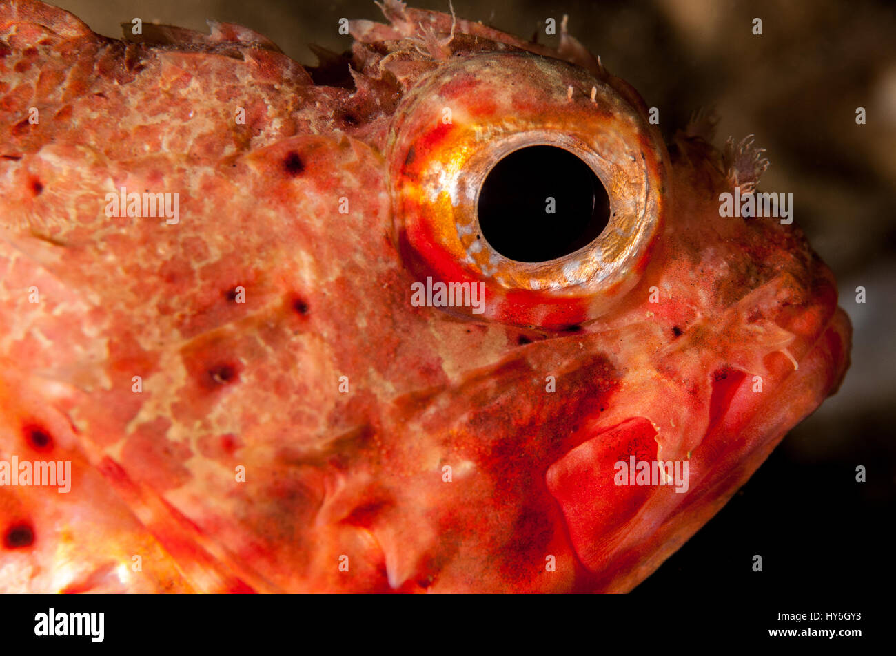 Small red scorpionfish (Scorpaena notata), L'escala, Costa Brava, Catalonia, Spain Stock Photo