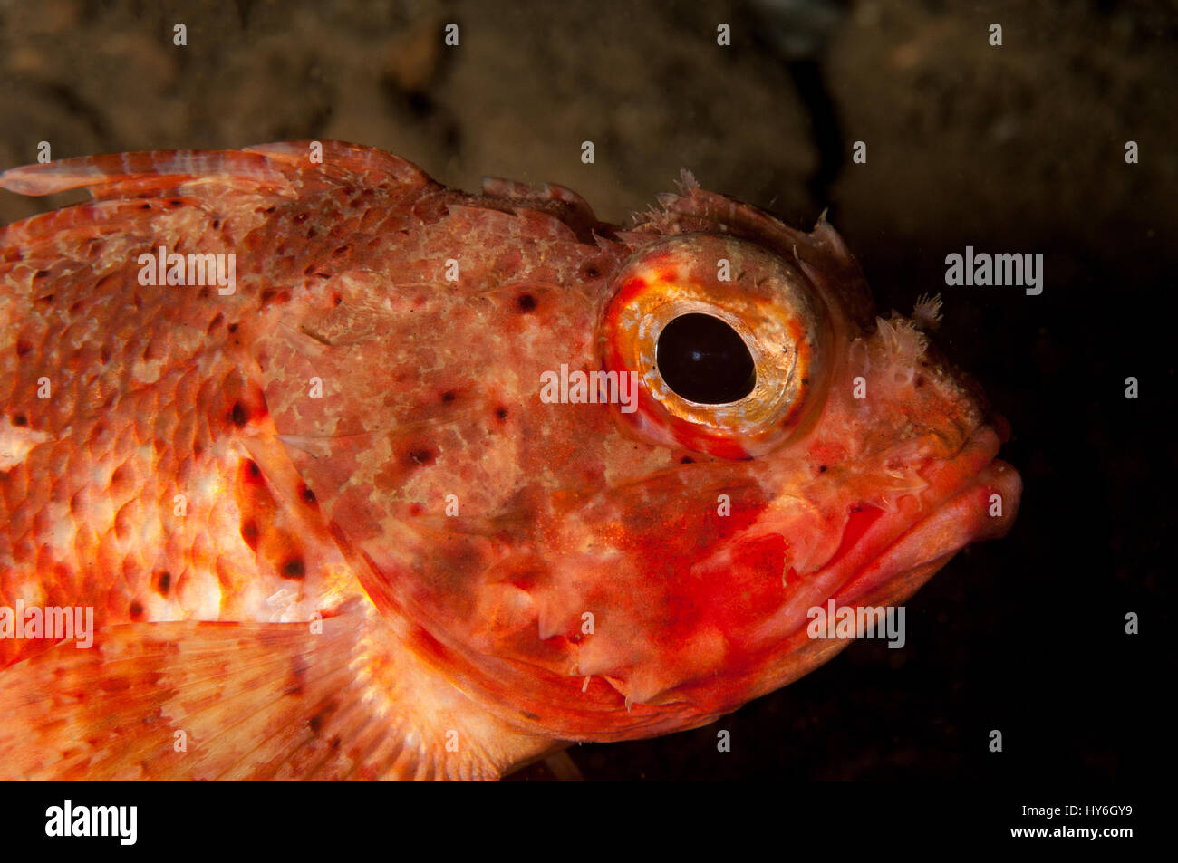 Small red scorpionfish (Scorpaena notata), L'escala, Costa Brava, Catalonia, Spain Stock Photo