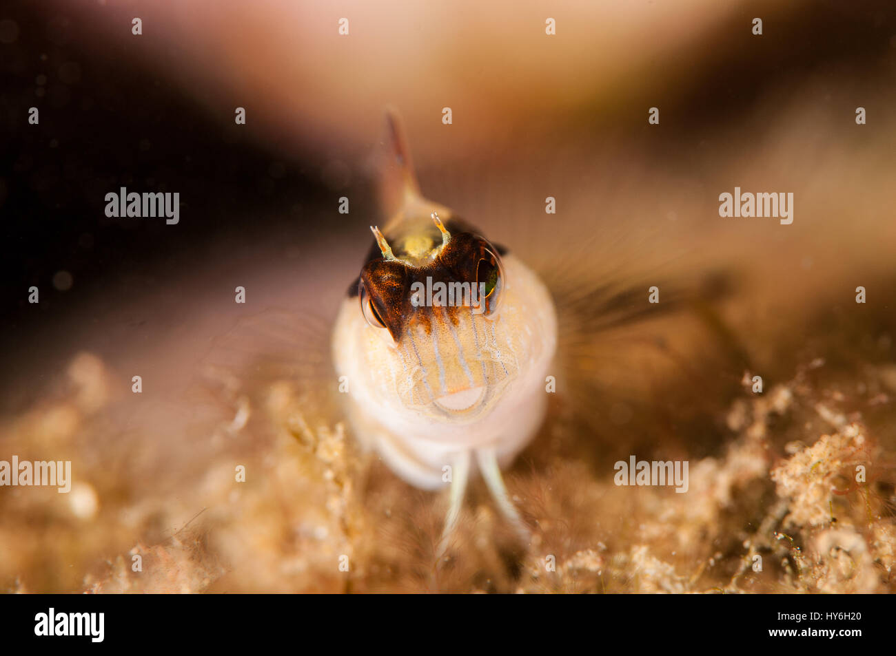 striped blenny (Parablennius rouxi), L'escala, Costa Brava, Catalonia, Spain Stock Photo