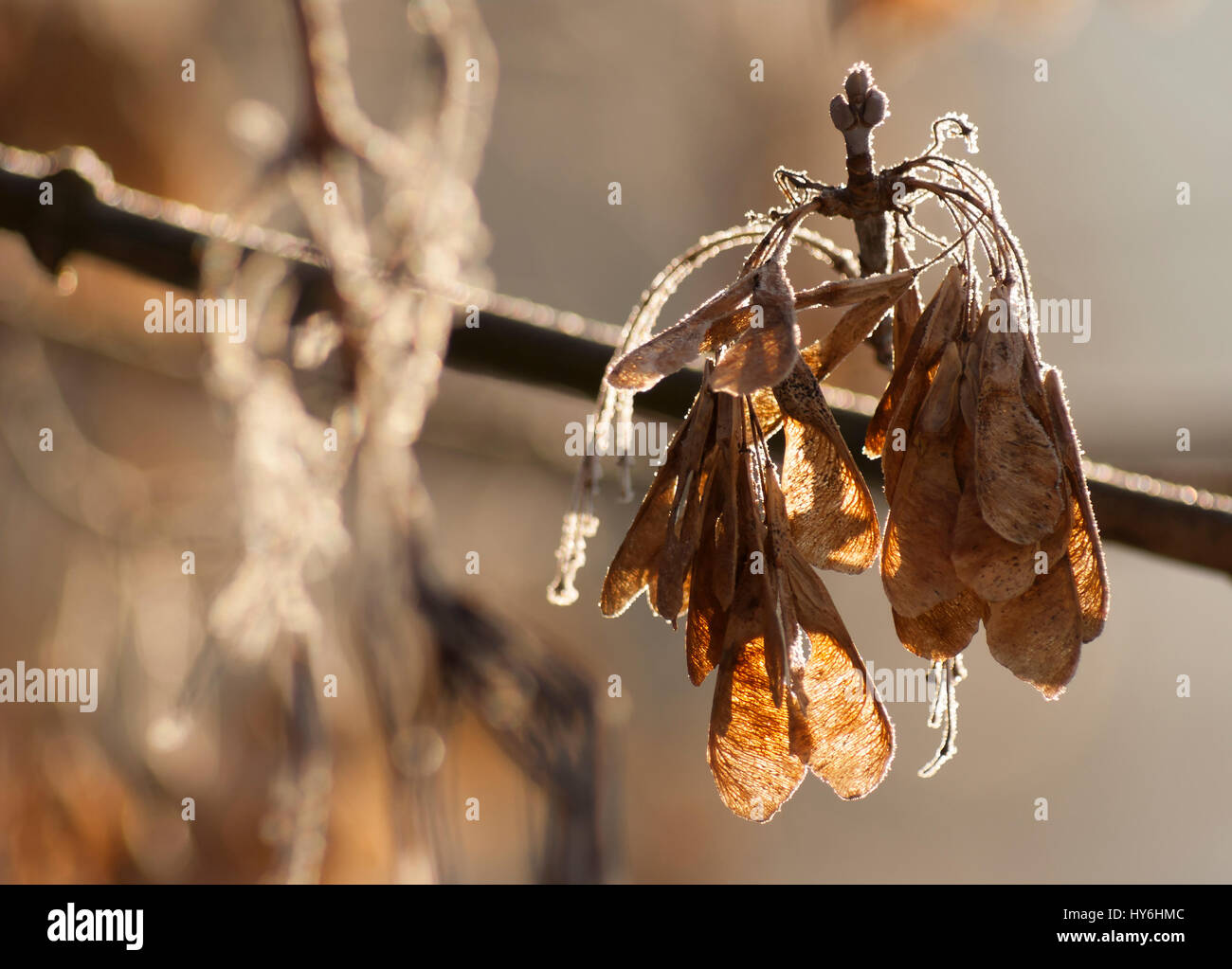 Seeds of Acer negundo (Box elder, boxelder maple, ash-leaved maple, maple ash, ashleaf maple) in winter Stock Photo