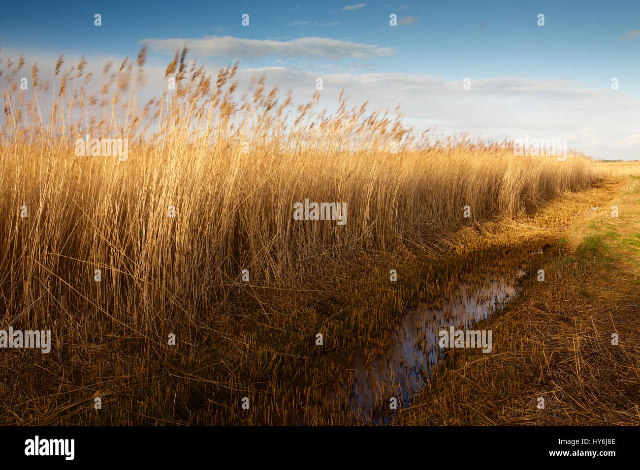Reeds blowing in the wind at Hengitsbury Head Stock Photo Alamy