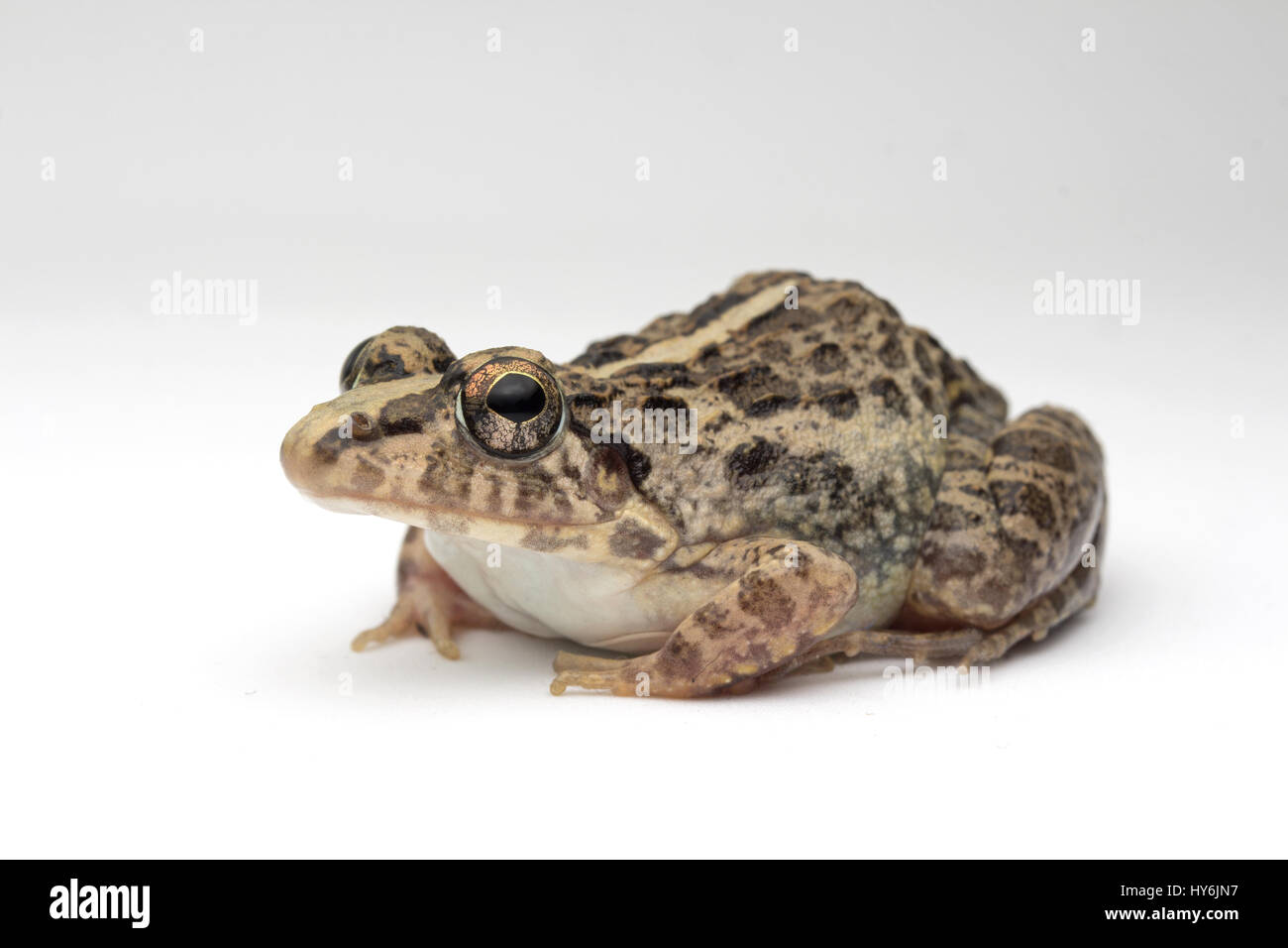 Grass Frog (Fejervarya limnocharis) Stock Photo