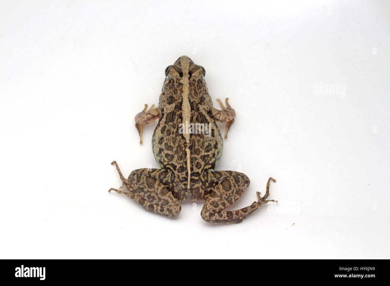 Grass Frog (Fejervarya limnocharis) Stock Photo