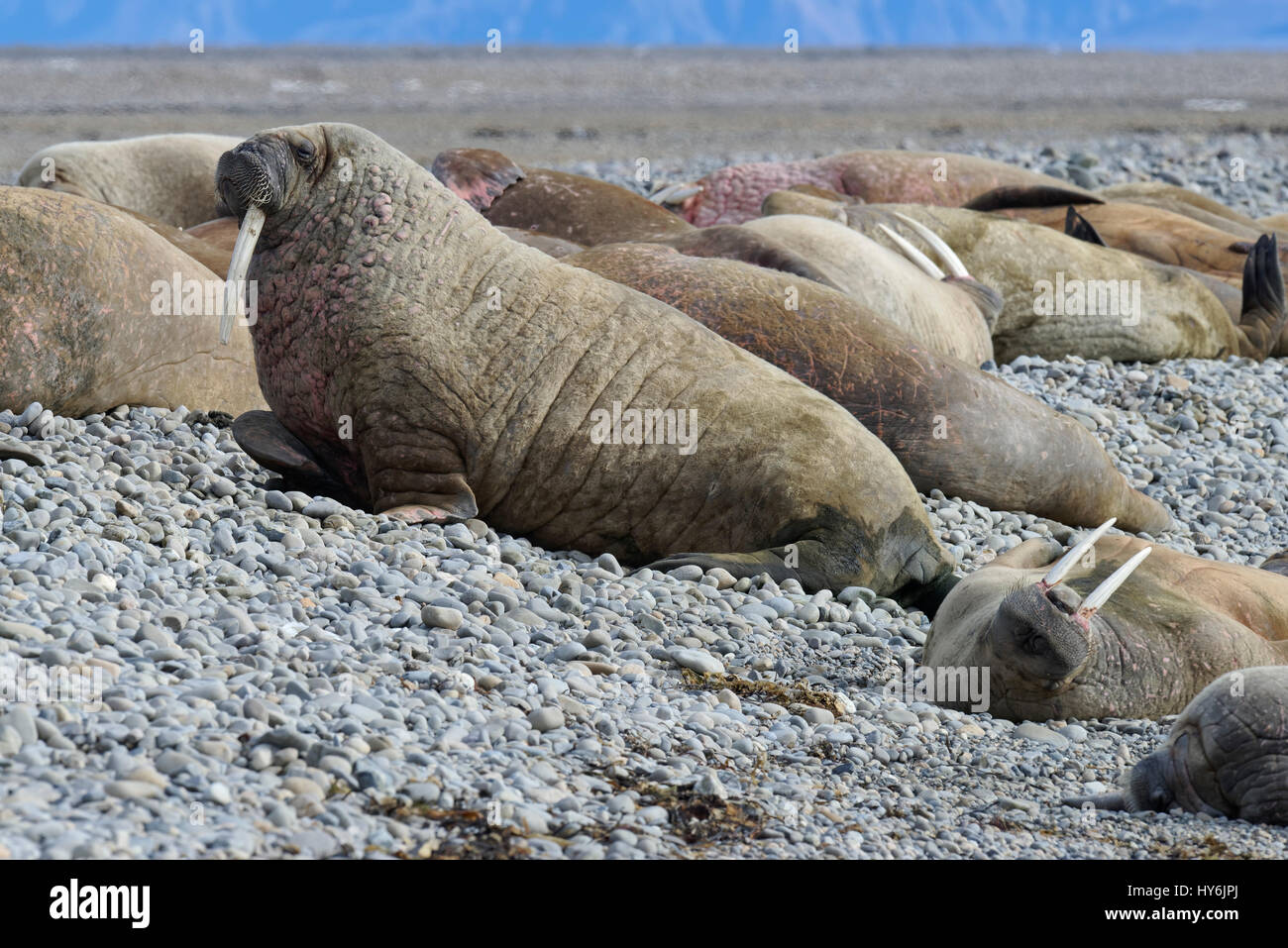 Group of Walrus (Odobenus rosmarus) resting on gravel beach, Forlandsundet, Spitsbergen Island, Svalbard Archipelago, Norway, Stock Photo