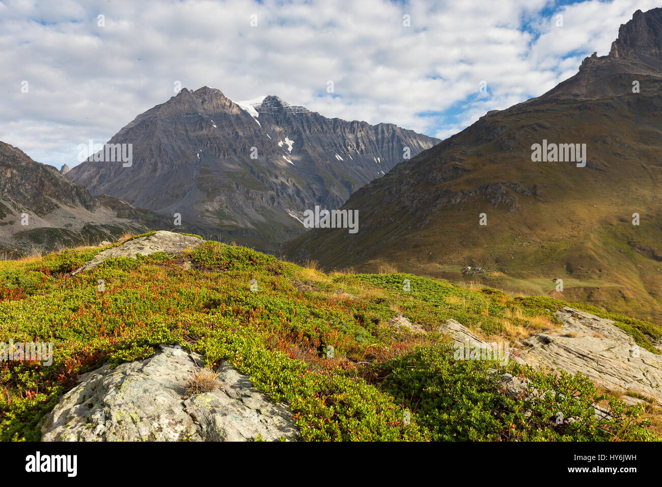 Alpine heath. Grande Casse mountain peak. Parc National de la Vanoise. France. Europe. Stock Photo