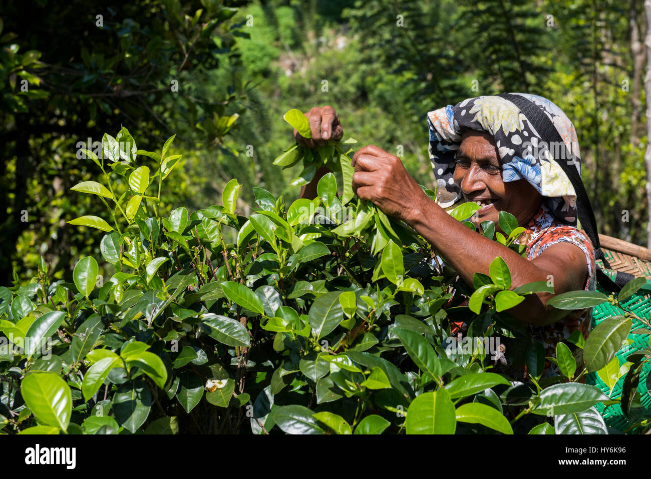 Sri Lanka, near Galle, village of Akuressa. Organic Green Tea Garden