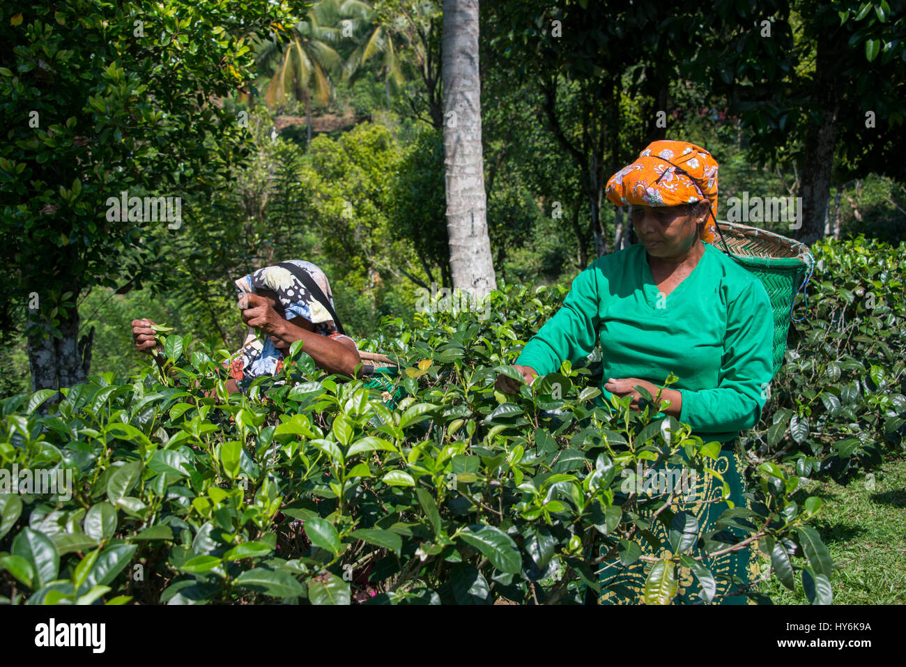 Sri Lanka, near Galle, village of Akuressa. Organic Green Tea Garden