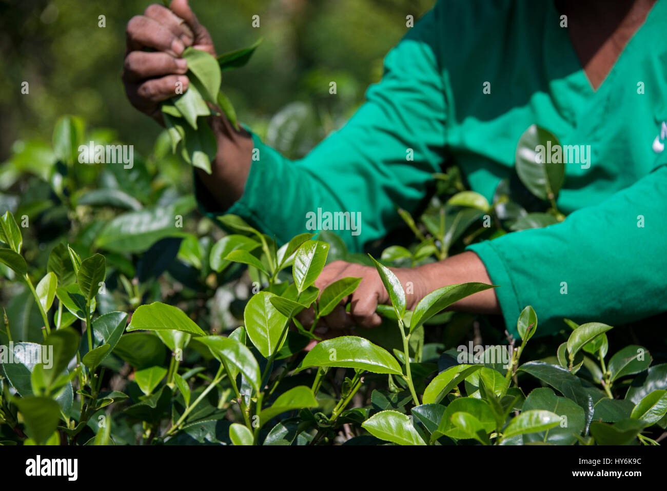 Sri Lanka, near Galle, village of Akuressa. tea farm in