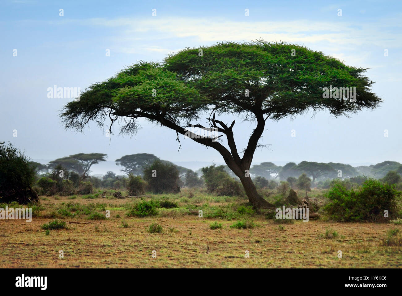 Tree in the African savannah. Amboseli national park in Kenia Stock