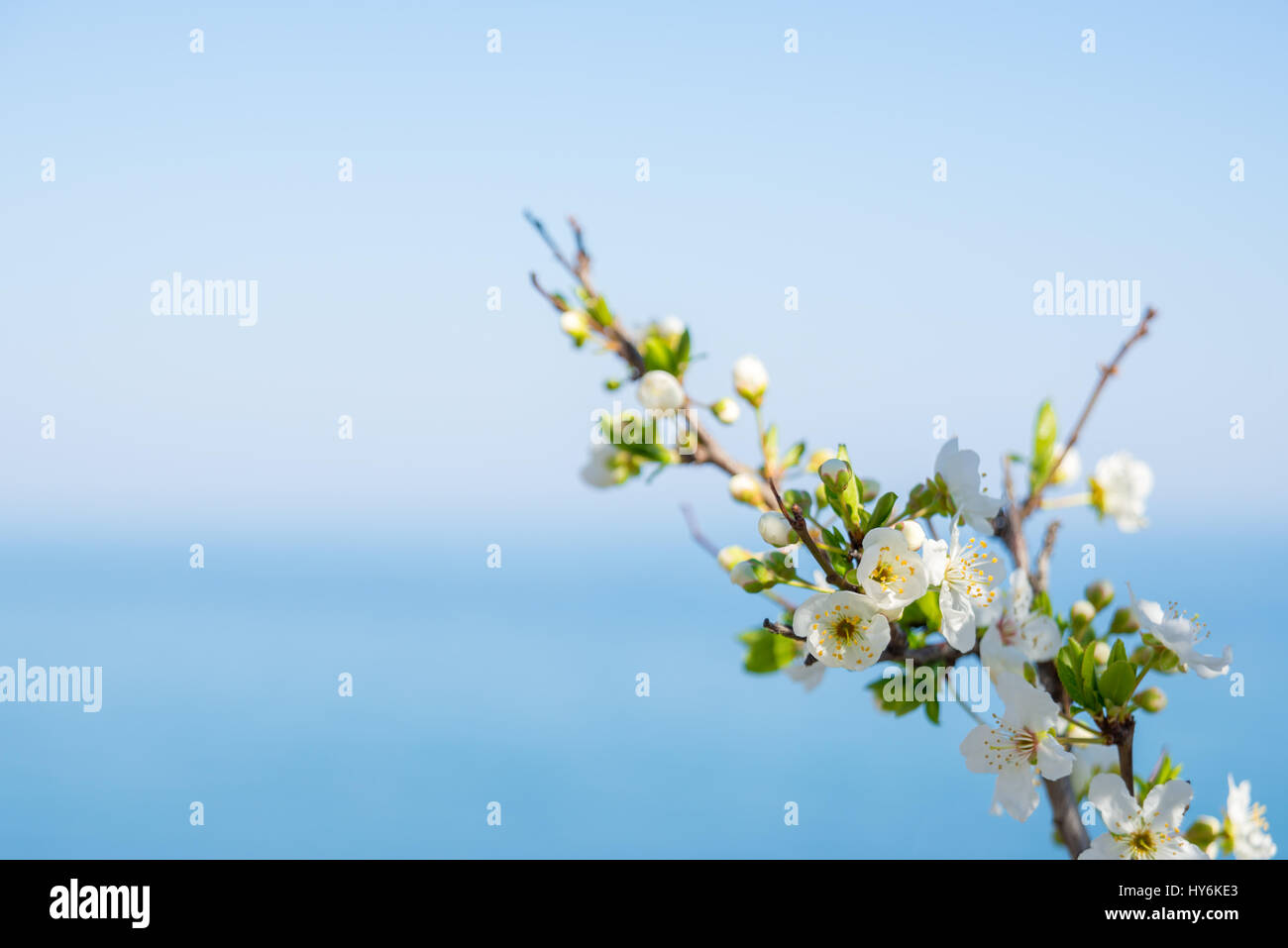 Blossoms Over Blurred Nature Background Spring Flowers Spring