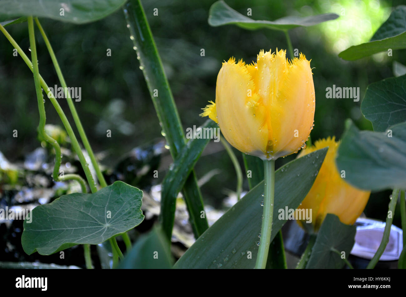 yellow tulip in the garden Stock Photo - Alamy