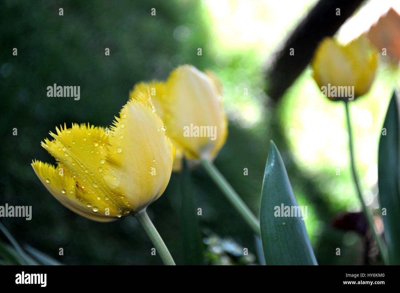 yellow tulip in the garden Stock Photo - Alamy