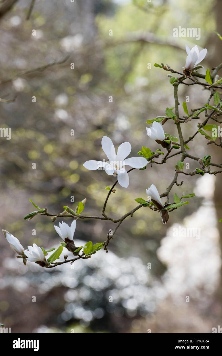 Magnolia kobus tree flowering in early spring. UK Stock Photo