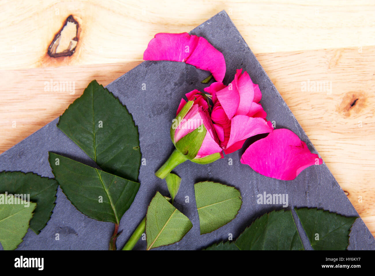 Single rose cut up on piece of slate Stock Photo - Alamy