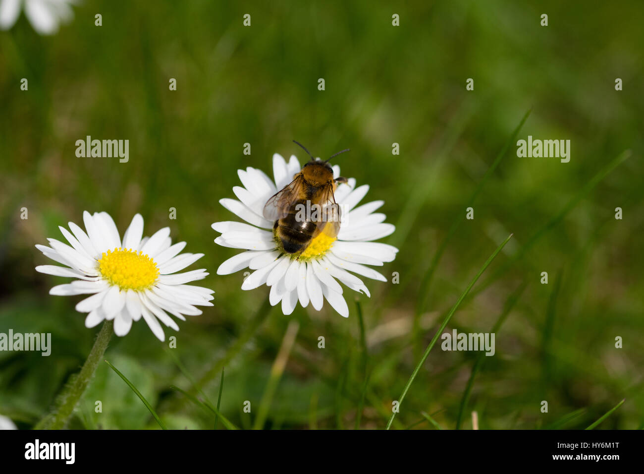 Honey bee drone on lawn hi-res stock photography and images - Alamy