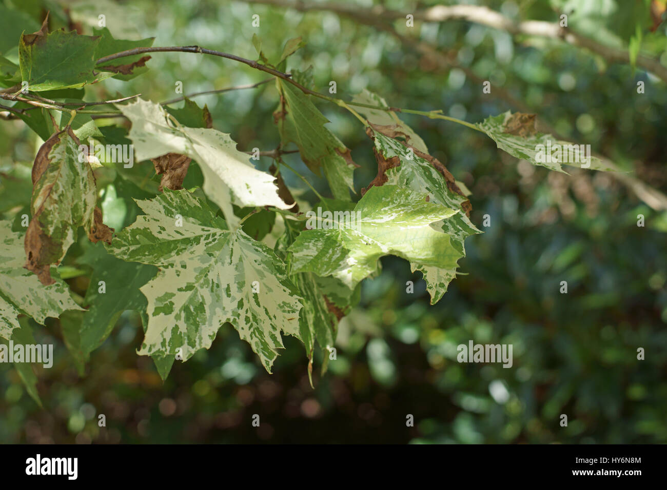 Platanus x hispanica Suttneri Stock Photo