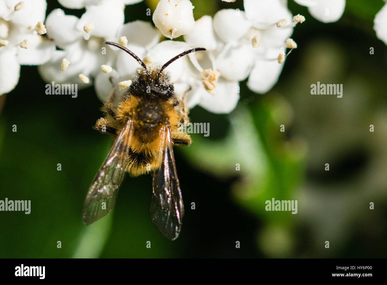 Pollination in process as a honey bee is covered in white pollen in
