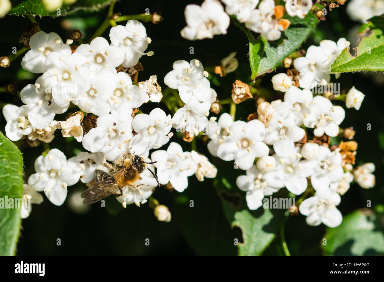 Pollination in process as a honey bee is covered in white pollen in
