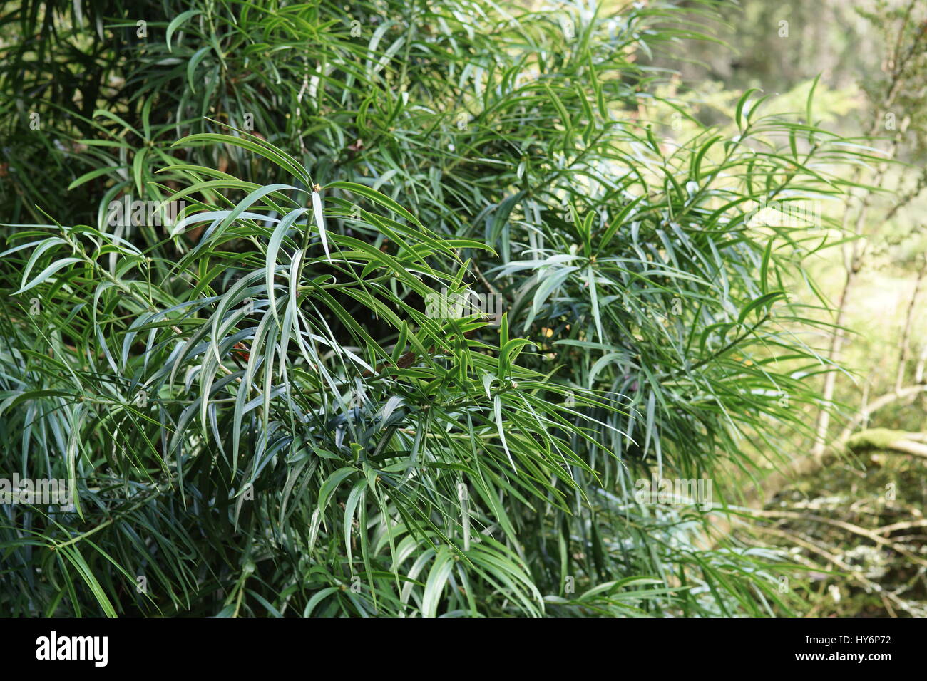 Podocarpus henkelii Stock Photo