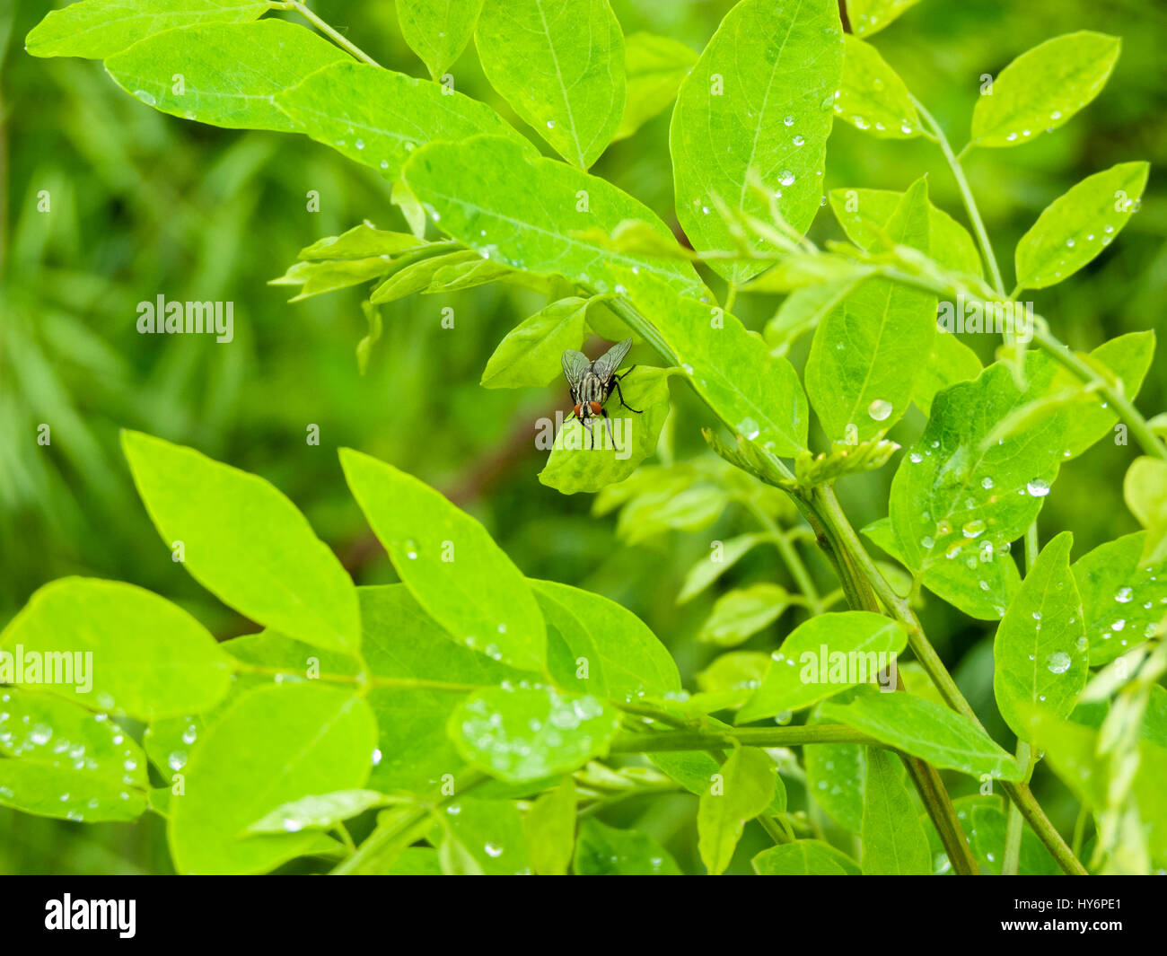 Diptera fly droplet High Resolution Stock Photography and Images - Alamy