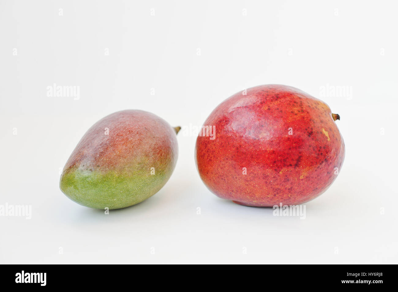 Exotic fruit mango or mangoes are juicy stone fruit isolated on white