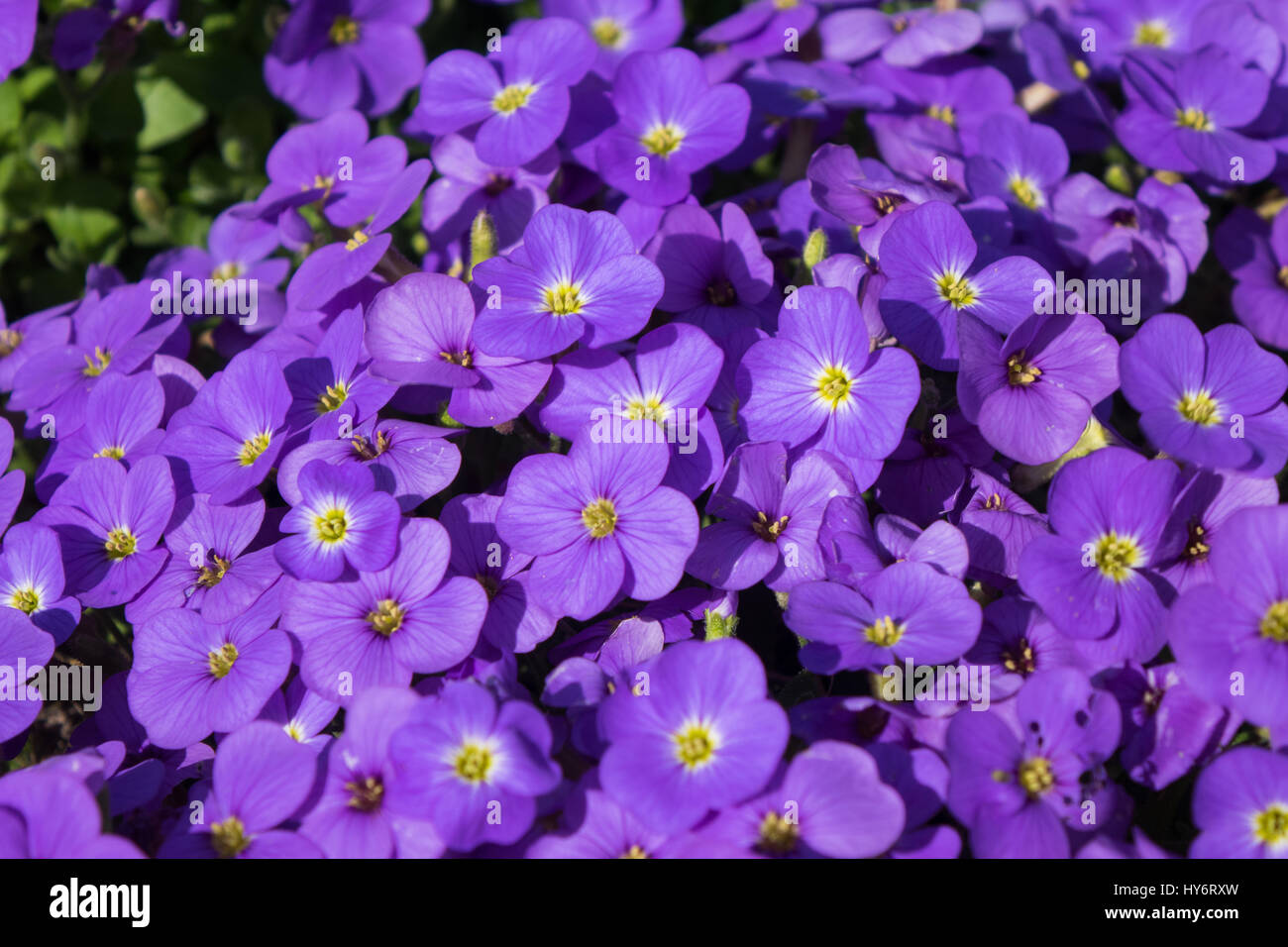 Bright purple Aubrieta flowers Stock Photo