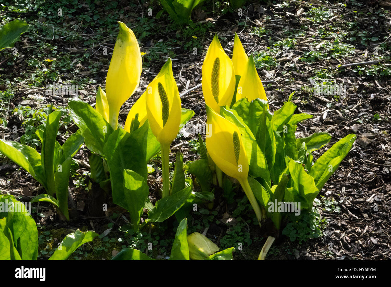 Bright yellow 'skunk cabbage' in the sunshine Stock Photo Alamy
