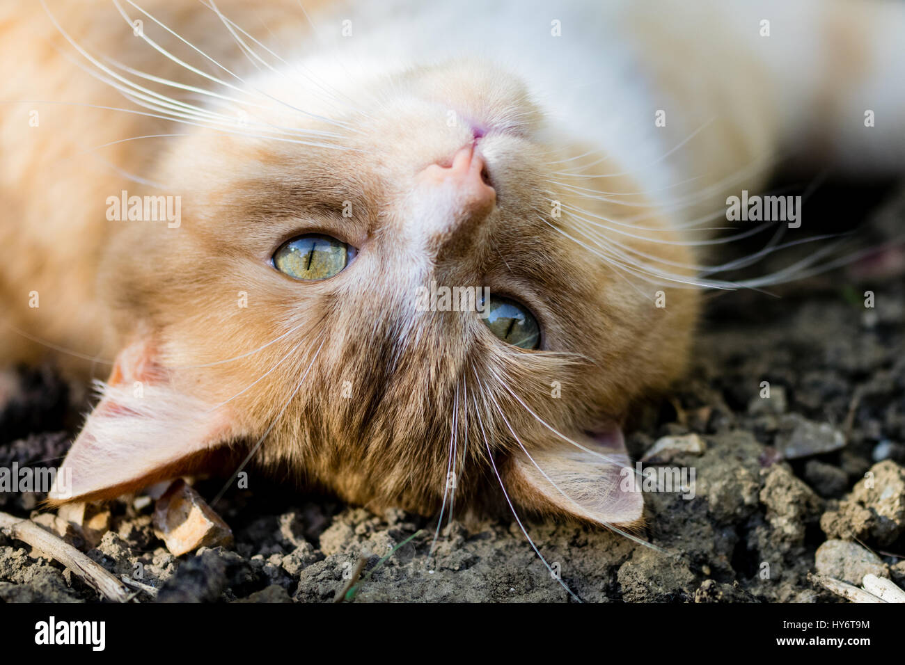 Domestic ginger cat rolling around the mud in the garden focused on the