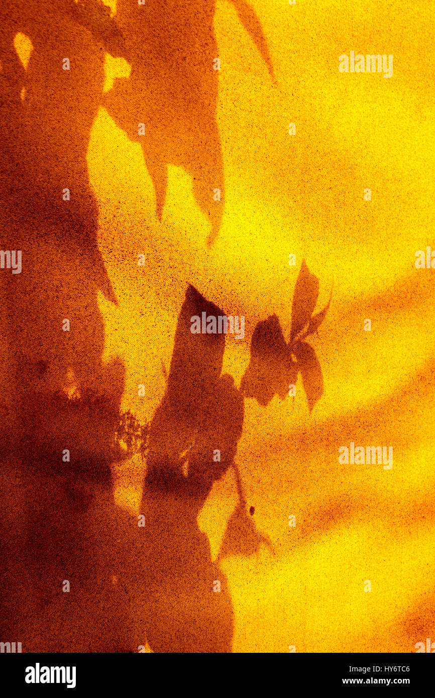 Abstract design produced by leaf shadows on orange canvas Stock Photo