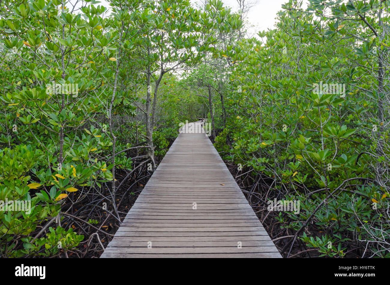 Wooden pathway in mangrove forest ,chanthaburi thailand Stock Photo