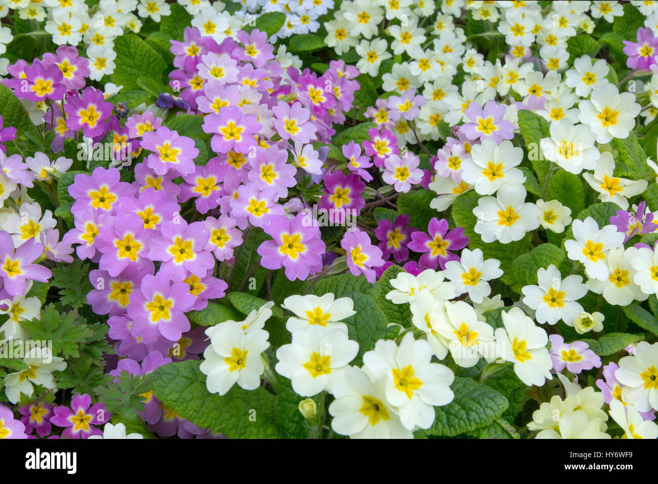 Colour varieties of Common Primrose Primula vulgaris growing in spring border Stock Photo