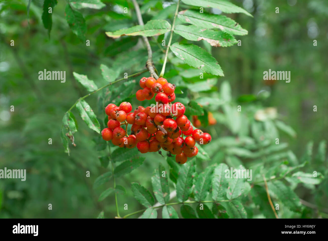 Red rowan berries hang on the branches of beams Stock Photo