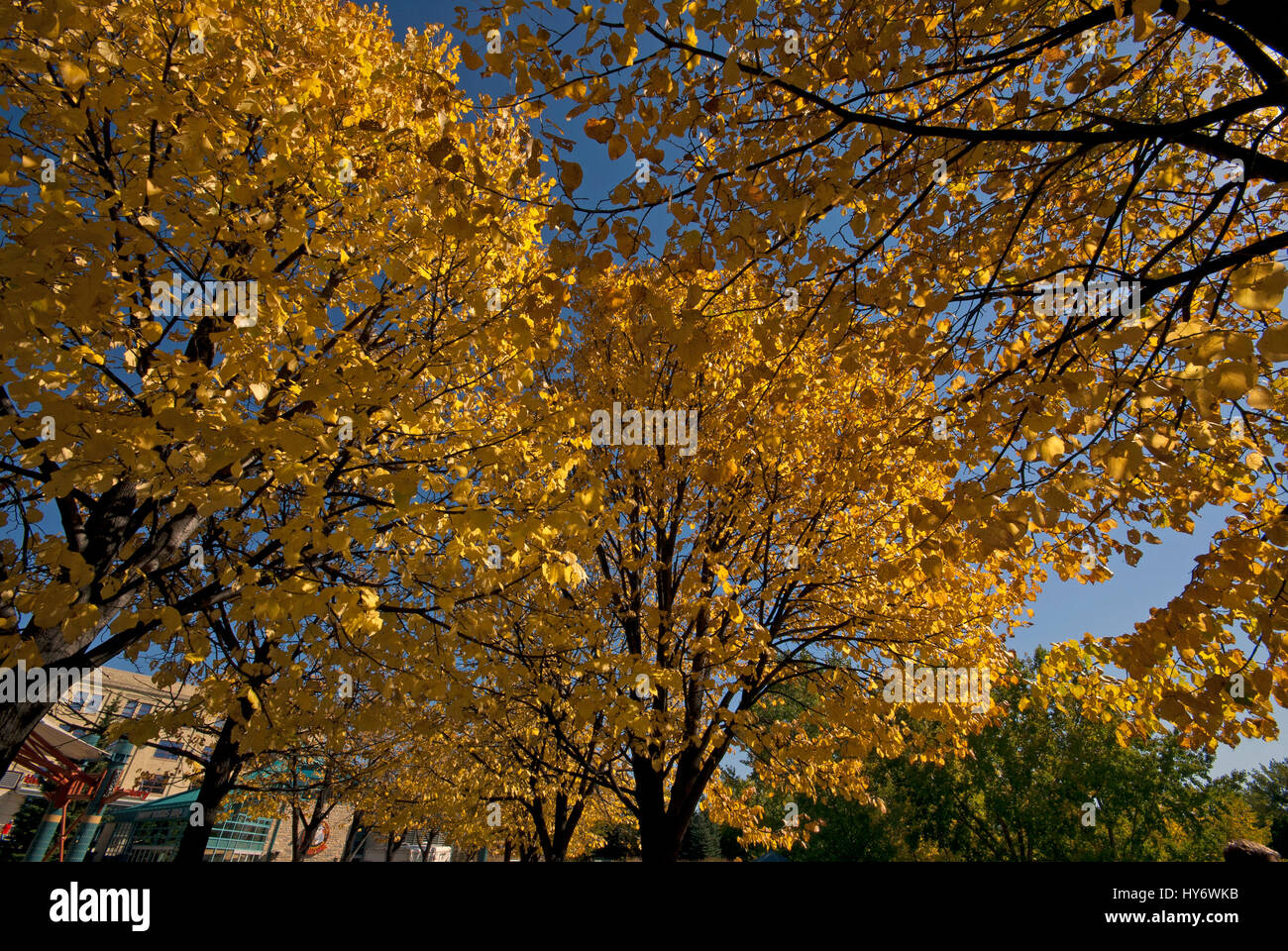 Fall foliage at The Forks, Winnipeg, Manitoba, Canada Stock Photo