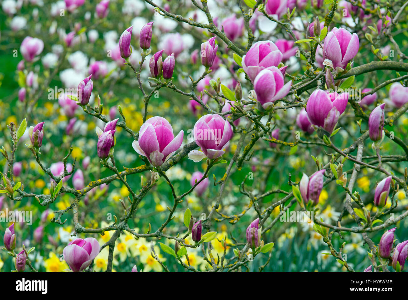 Anemones with Daffodils and flowering Magnolia in Spring Stock Photo