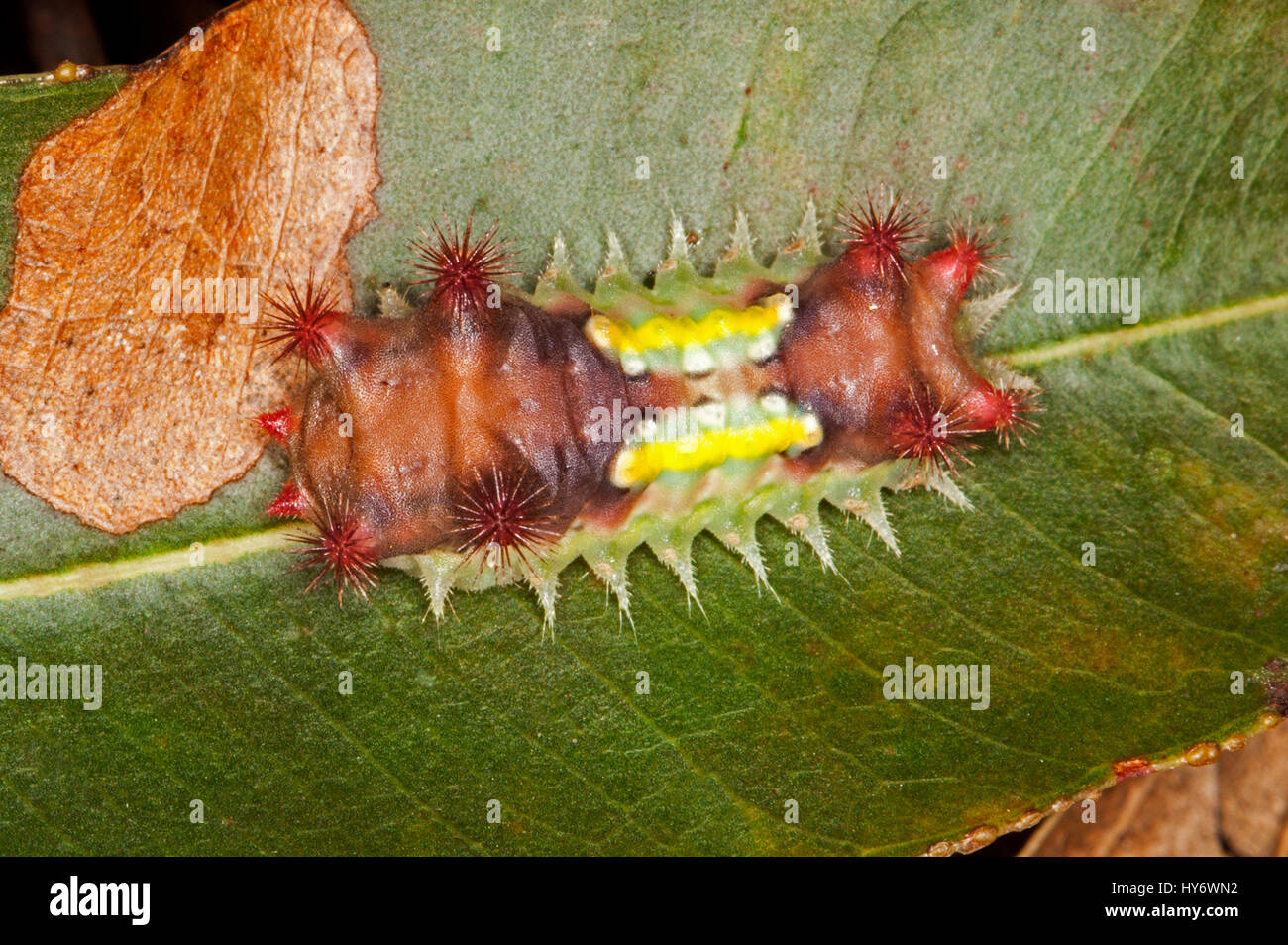Unusual and colourful caterpillar of Australian mottled cup moth Doratifera vulnerans, with stinging red spines clearly visible, on green leaf Stock Photo