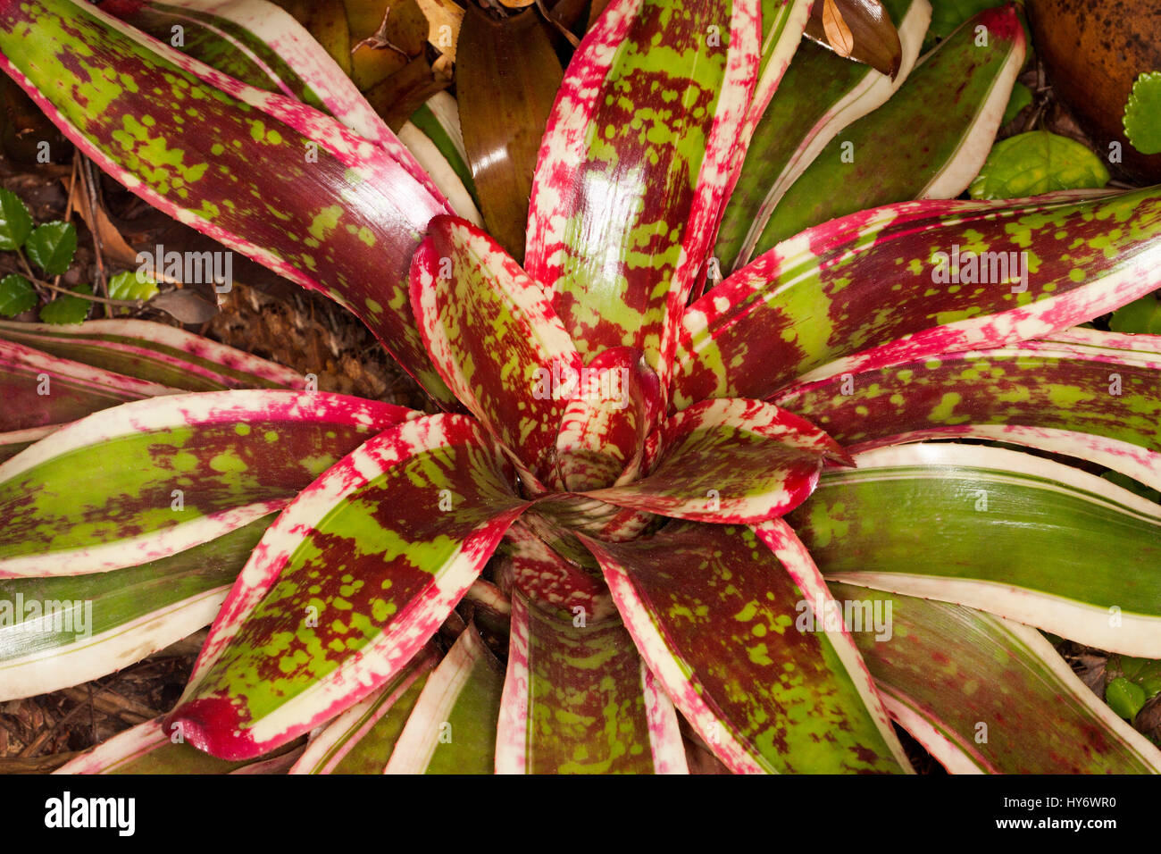 Vivid foliage of bromeliad, green and white variegated leaves covered with bright red splashes of colour, Neoregelia 'Wild Gossip' Stock Photo
