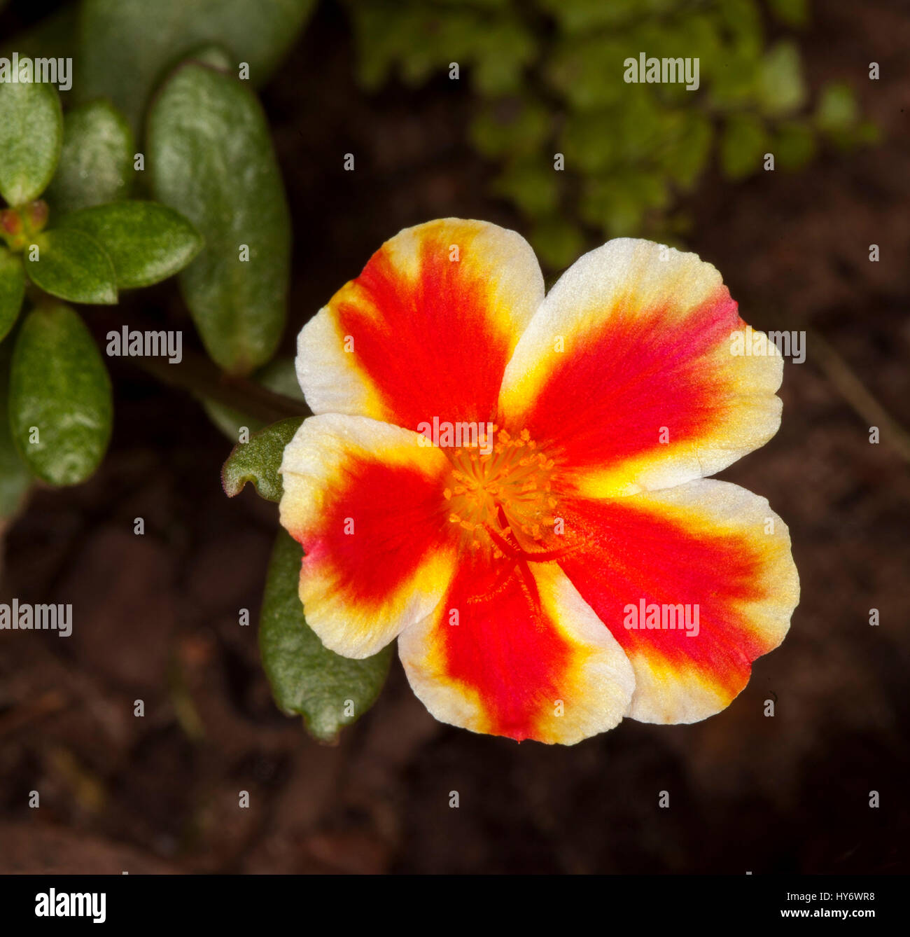 Unusual and beautiful bright red and yellow striped flower and leaves