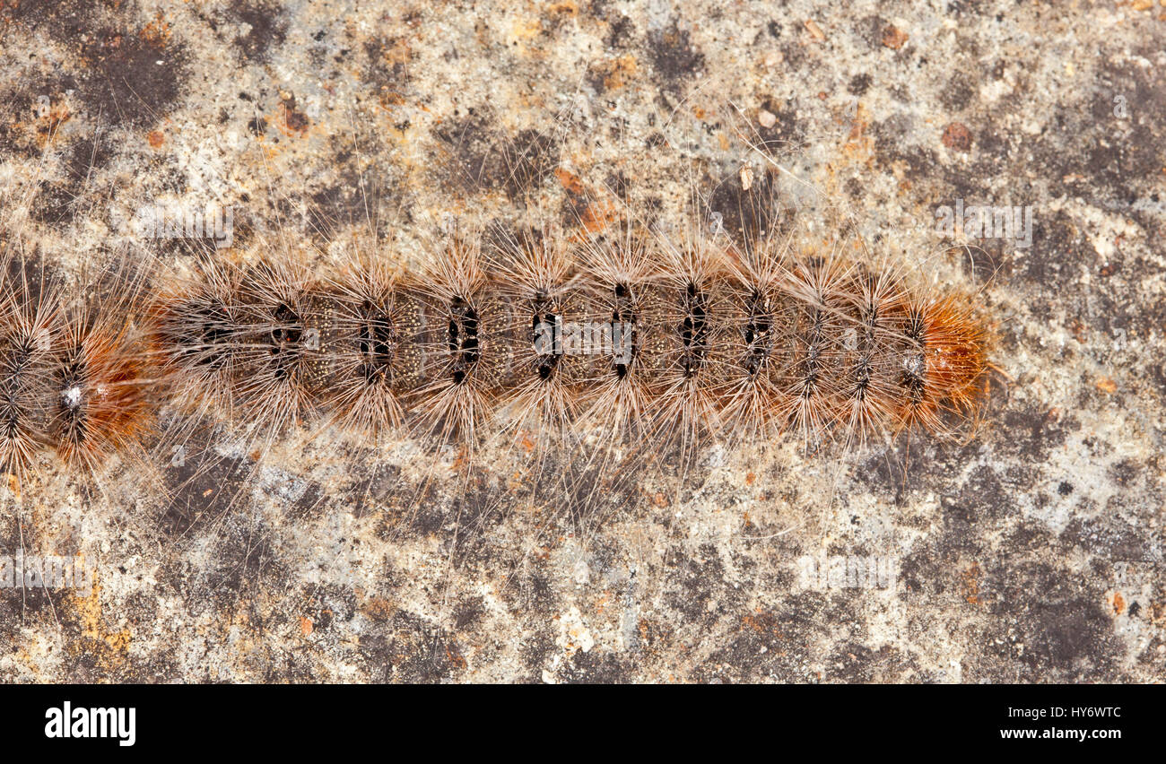 Processionary caterpillar, Ochrogaster lunifer syn. Teara contraria ...