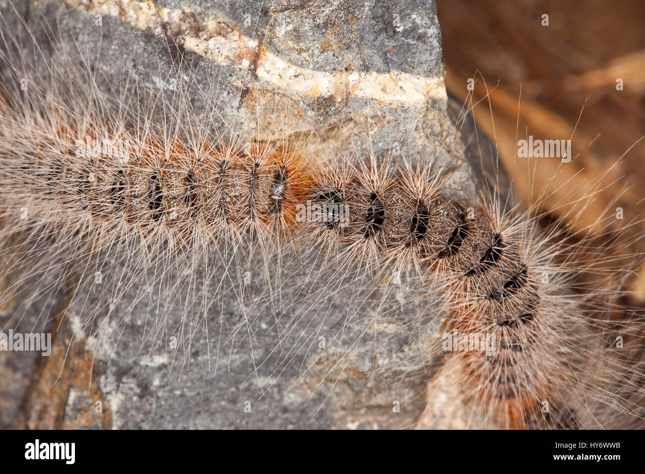 Two Processionary caterpillars, Ochrogaster lunifer syn. Teara ...