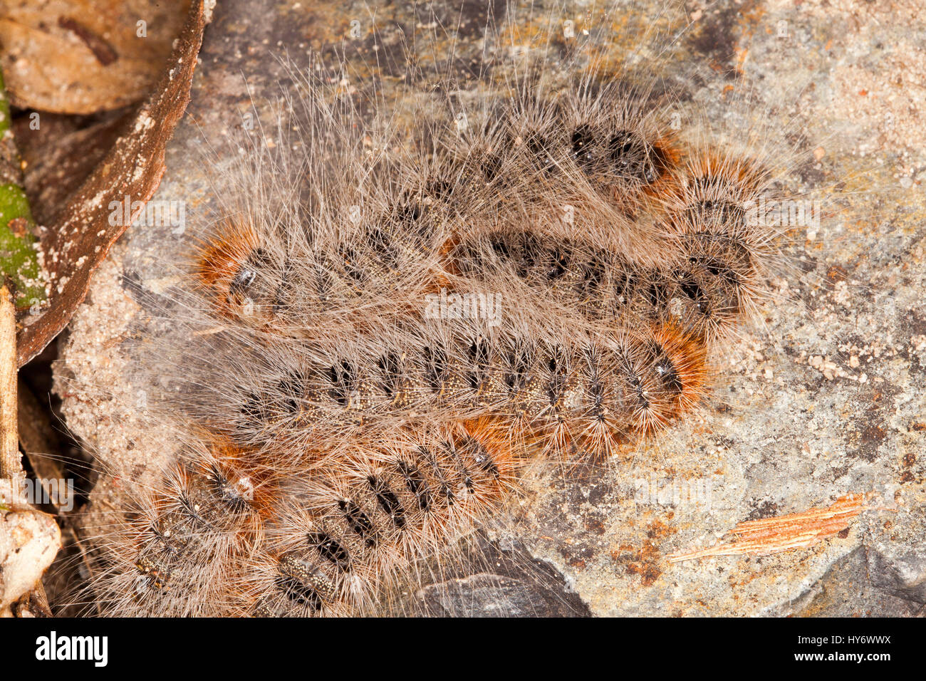 Group of Processionary caterpillars, Ochrogaster lunifer syn. Teara ...