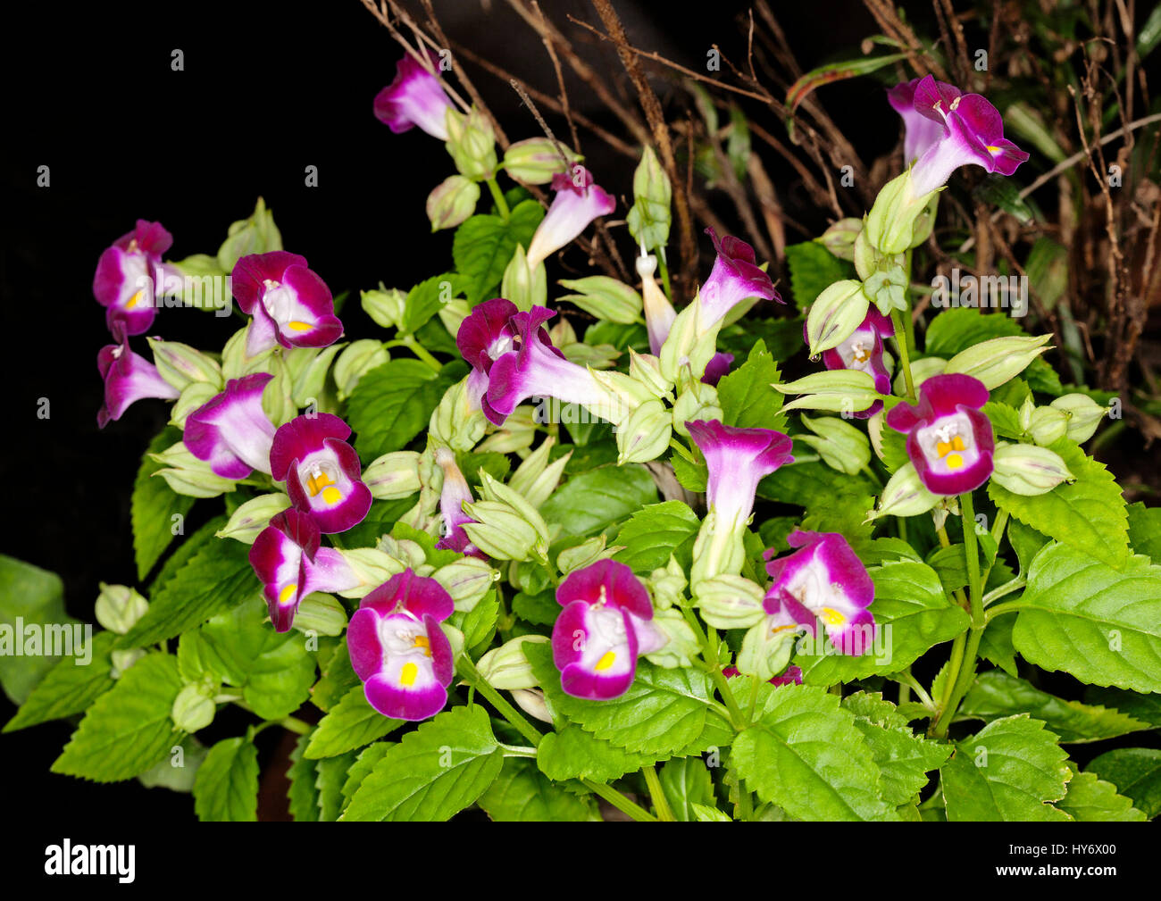 Cluster of vivid magenta and white flowers and emerald green foliage of annual / bi-annual garden plant Torenia fournieri on dark background Stock Photo