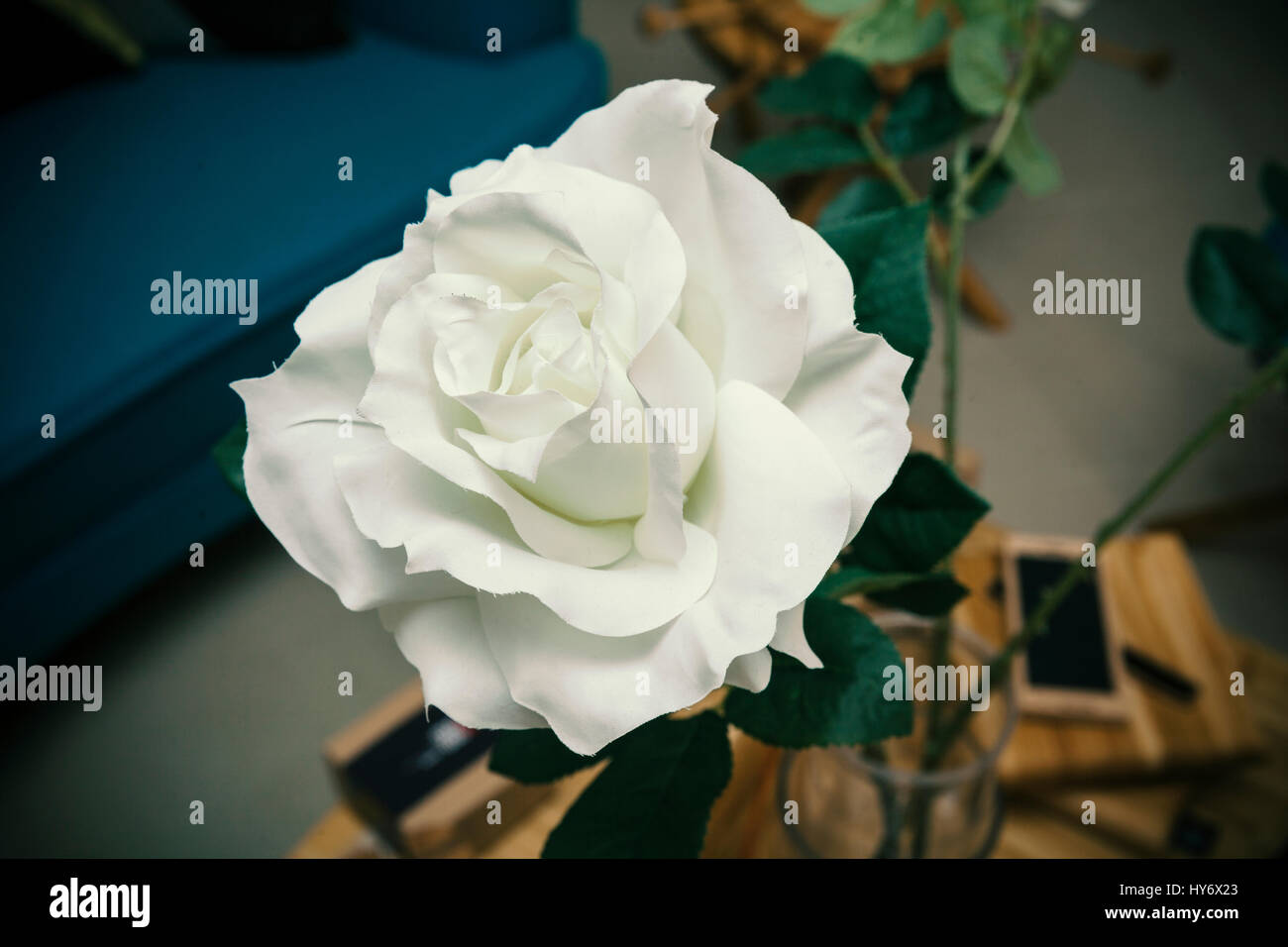 one white rose, close up Stock Photo