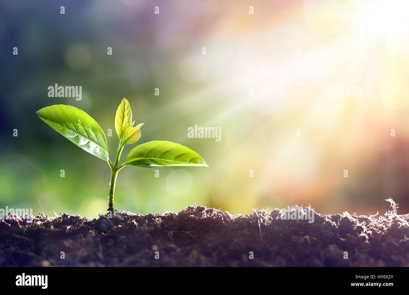 Young Plant Growing In Sunlight Stock Photo - Alamy