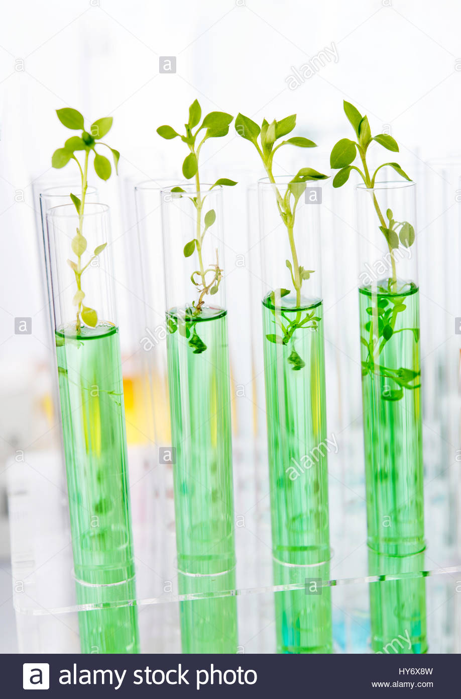 Plant Stock Photos & Plant Stock Images Alamy