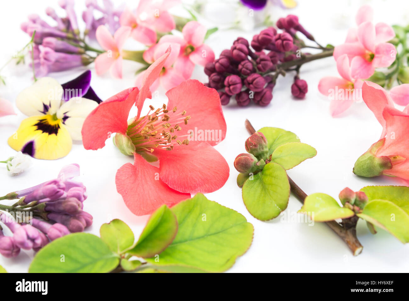 Various Spring Flowers on White Background Stock Photo - Alamy
