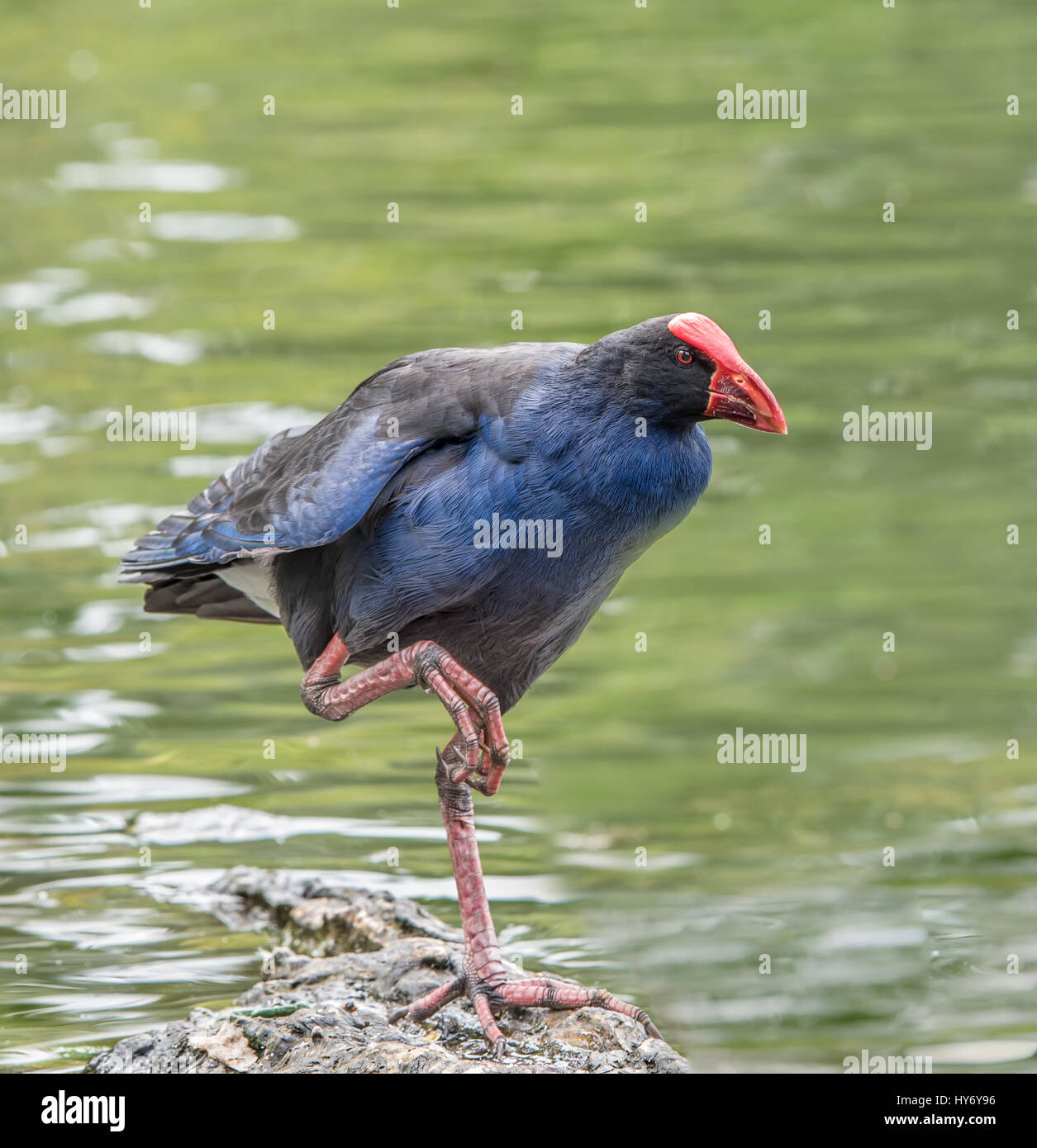 New Zealand Pukeko bird standing on rock Stock Photo