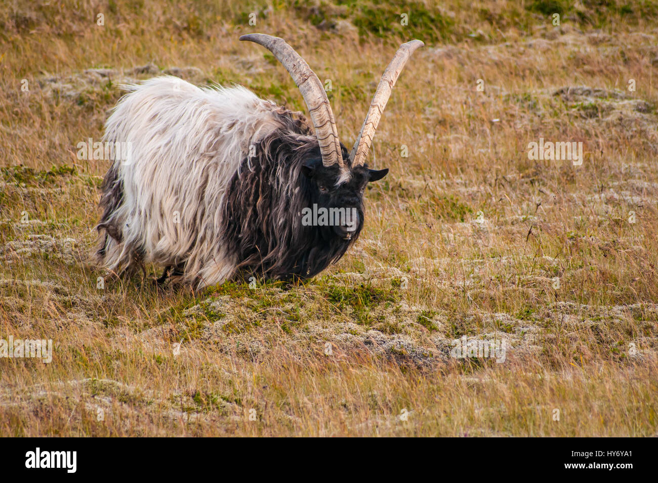 Male of Icelandic goat with big horns, an ancient breed of domestic goat and the only farm animal sponsored by the Icelandic government for the purpos Stock Photo