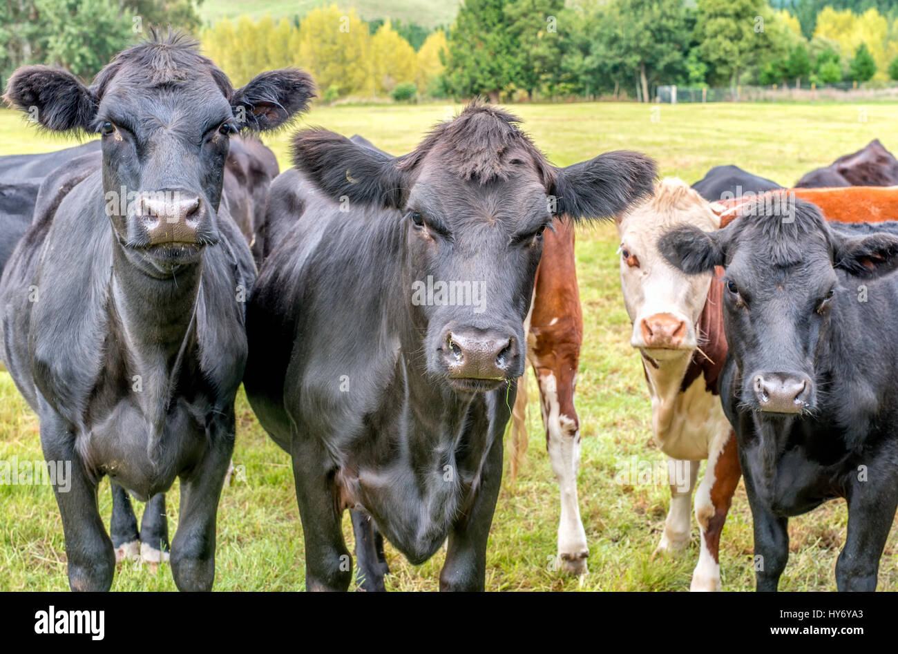 Closeup of black and brown cows looking the camera Stock Photo - Alamy